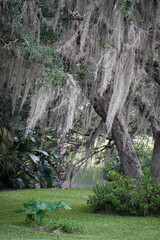 Water back covered in Spanish moss