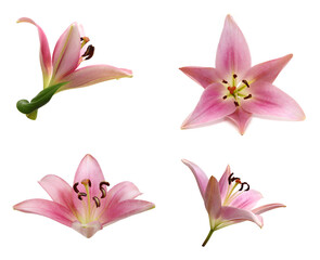 Lily flower isolated on white background