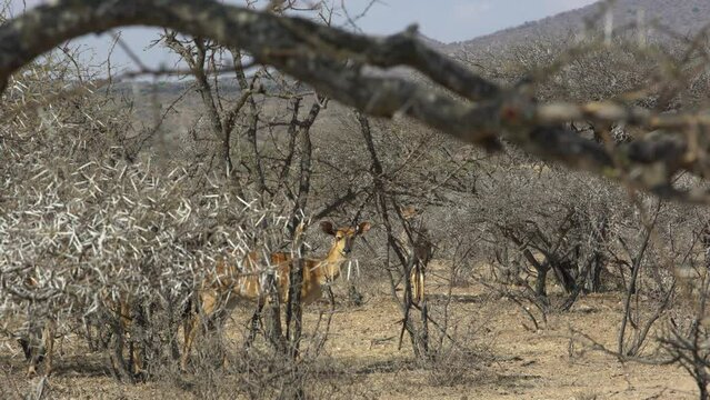Greater Kudu (Tragelaphus Strepsiceros) In  Polokwane