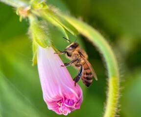 bee on a flower