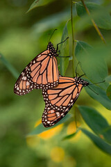 Monarch Butterfly Mating on Kentucky Coffee Tree