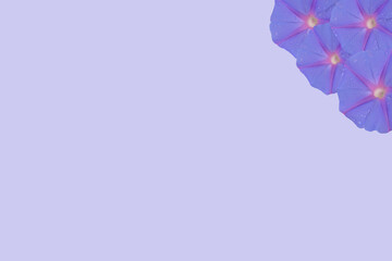 Composición de hermosas flores violetas sobre margen derecho y fondo lila con espacio para publicidad.  Primavera, verano. Estaciones del año. Tarjeta de regalo  