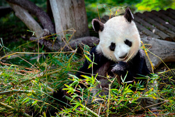 panda bear sitting eating bamboo