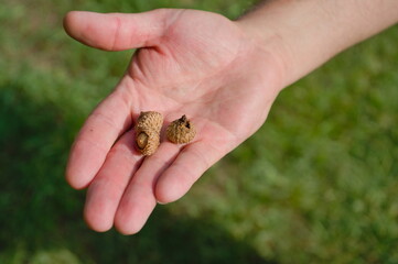 Acorns in the hand of a child