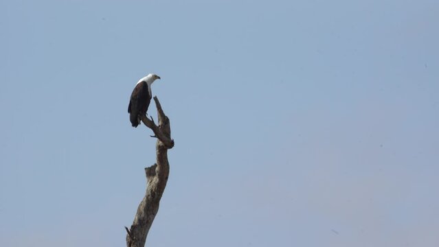 African Fish-Eagle - Haliaeetus Vocifer Large Species Of White And Brown Eagle in Amboseli National Park Kenya