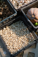 Organic vegetables garlic at the market