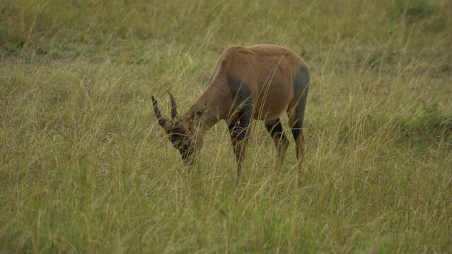 Topi antilop (Damaliscus lunatus) eating Masai Mara Game Reserve Kenya