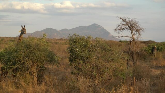 African Wildlife - Giraffe (Giraffa Camelopardalis) Tsavo West National Park Kenya
