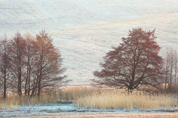 Blooming alders in the fields of Turiec region, Slovakia.