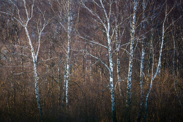 Silver birches lit by late evening light, Turiec region, Slovakia.