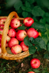 ripe red apples in a basket under a tree