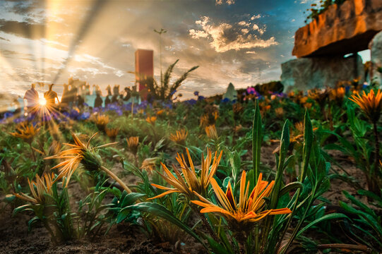 Flower show and the sunset shine