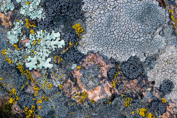 Moss and lichen grow on a stone. Macro. background of Lichen Moss stone. - obrazy, fototapety, plakaty