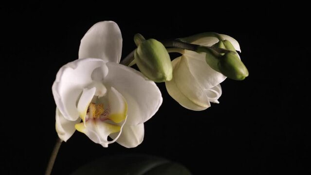 A white orchid spinning on a black background