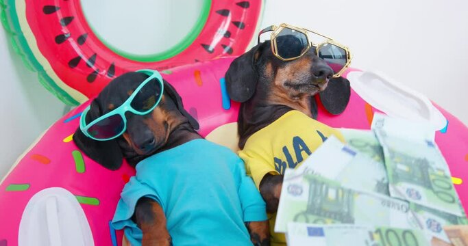Two dachshund dogs in sunglasses are languishing from heat in summer and are already ready to vacation by sea, they prepared inflatable swimming ring, and someone is fanning them with money