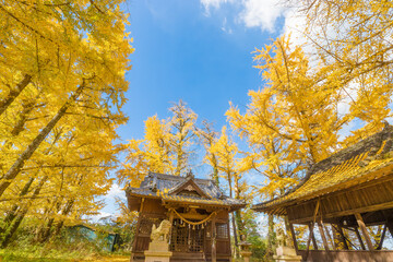 Fototapeta premium 阿蘇神社のイチョウ（大分市）