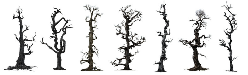 spooky trees, leafless dead wood isolated on white background 