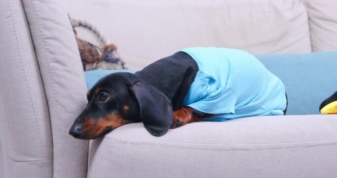 Small puppy is sitting on sofa in room, looking around, fingering his paws , defiantly offensively puts his muzzle on edge. Dog is tired of playing alone, he sadly lies, waits for arrival of owner.