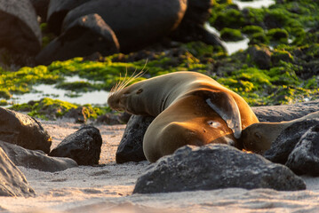 sea lions of the galapagos islands living free on the beaches and the water of the pacific sea