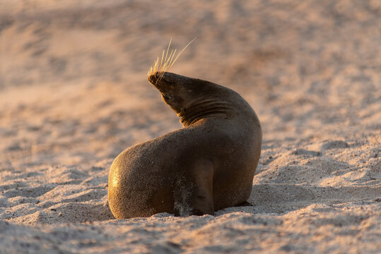 sea lions of the galapagos islands living free on the beaches and the water of the pacific sea