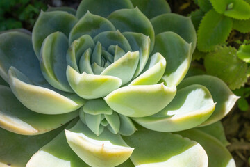 Obraz premium beautiful succulent name plants in the ground