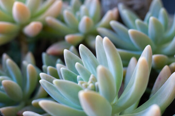 .beautiful succulent name plants in small bowls