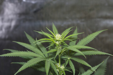 , marijuana, pot, weed, dank, grow tent, medical marijuana, isolated, leaf, nature