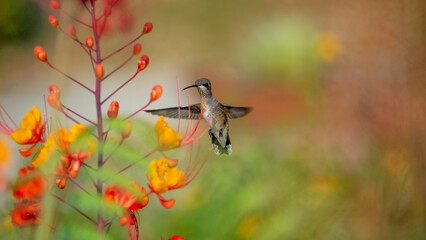 hummingbird hovering by bloom