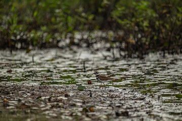 Wilderness and Travel