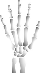 Isolated skeleton hand