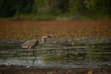 Great Blue Heron Collection