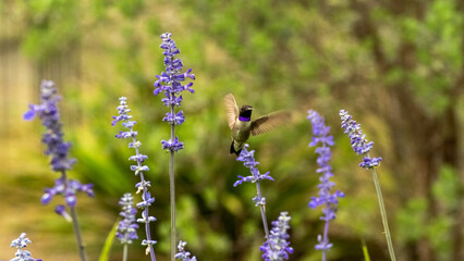 hummingbird with Nature Blooms
