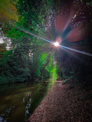 Obraz premium sunlight in the forest