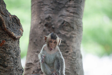 可愛いサル
