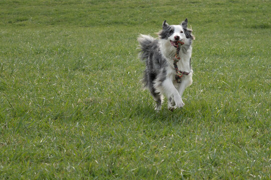 cute and funny border collie dog running with a rope to bite