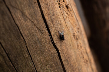 Obraz premium Black fly sitting on a piece of wood