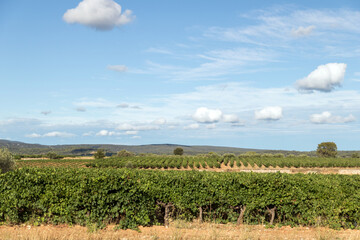 Fototapeta na wymiar Grape vines in Saint-Jean-de-Fos, France