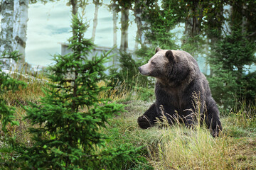 Grizzli Bear sitting on the grass