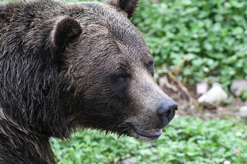 Closeup of a Grizzli Bear