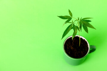 Green hemp in pot on color background