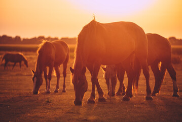 Fototapeta na wymiar A herd of horses grazes on a pasture in the evening sun. Draft mares with foals graze on a field
