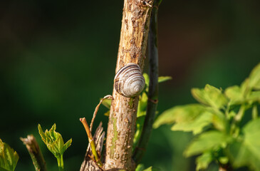 A snail is sitting on a wooden branch against a blurred green background. Cepaea nemoralis sits on the branch in the spring forest