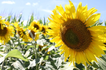 Sunflowers. Field of yellow sunflowers. Sunflowers against the blue sky. Summer day. Sunny weather.