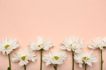 Beautiful daisy flowers on pink background