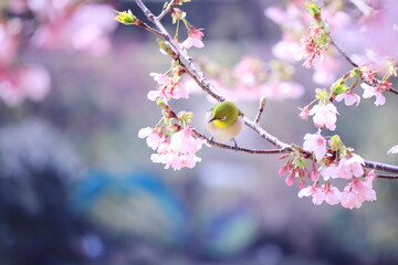 桜とメジロと春の訪れ