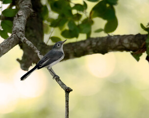 Birds Watching
