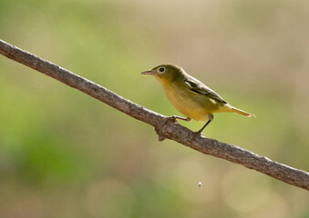 Yellow Warbler