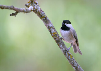 The chickadee's black cap and bib