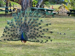 Obraz premium Peafowl Bird Plant Phasianidae Natural material Tree