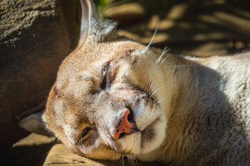 Fototapeta premium Panther, majestic feline sleeping in Pantanal, Brazil